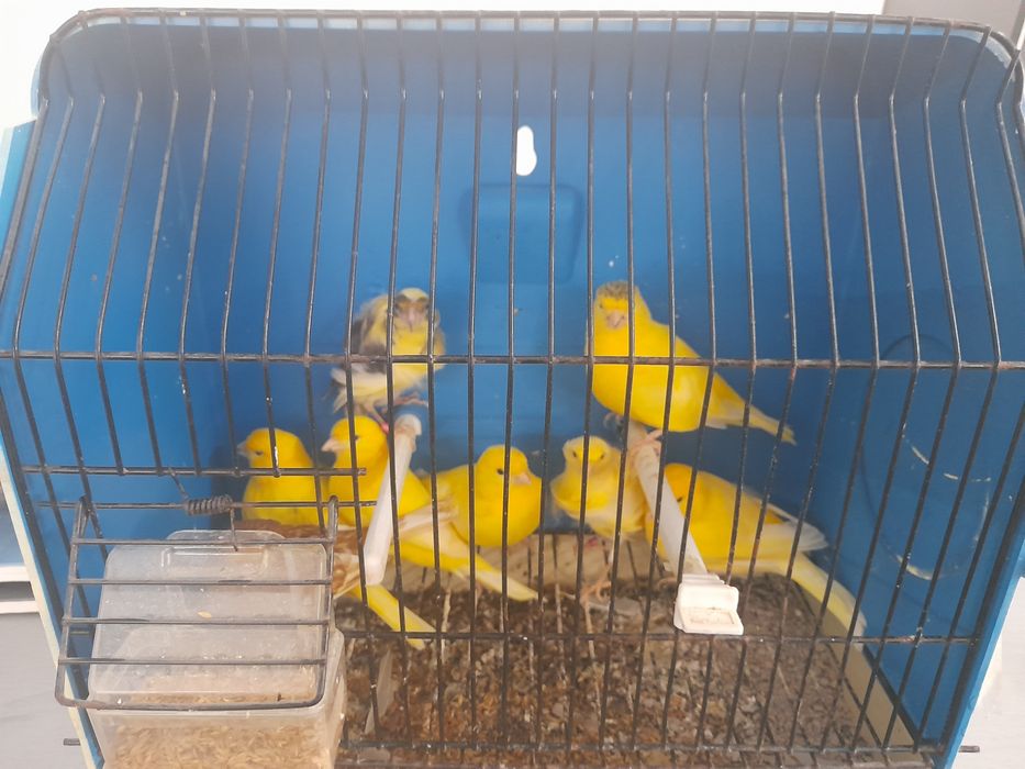 Canários disponíveis