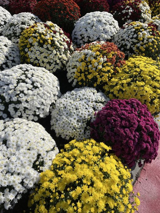 Chryzantemy drobnokwiatowe