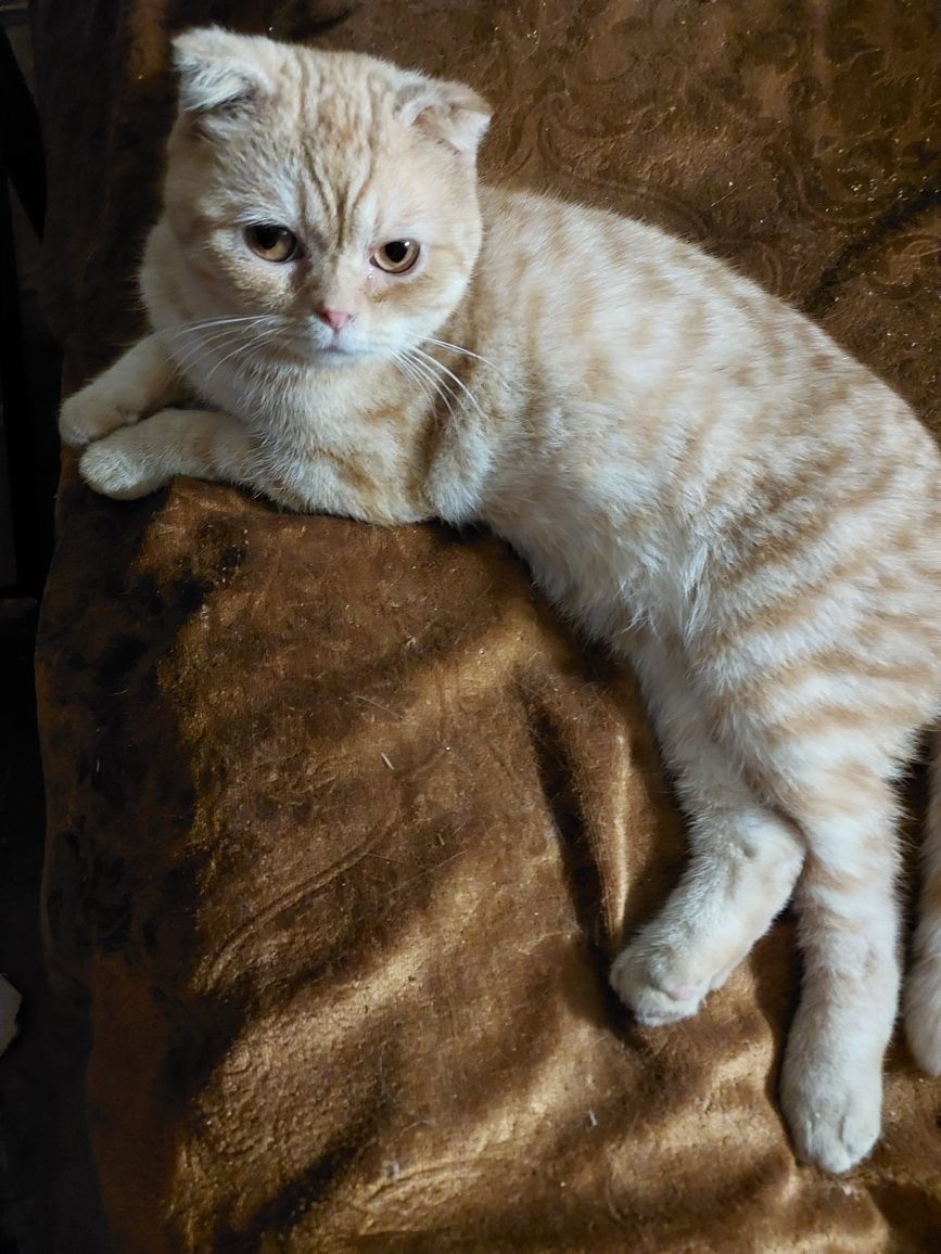 Шотландский котенок.
