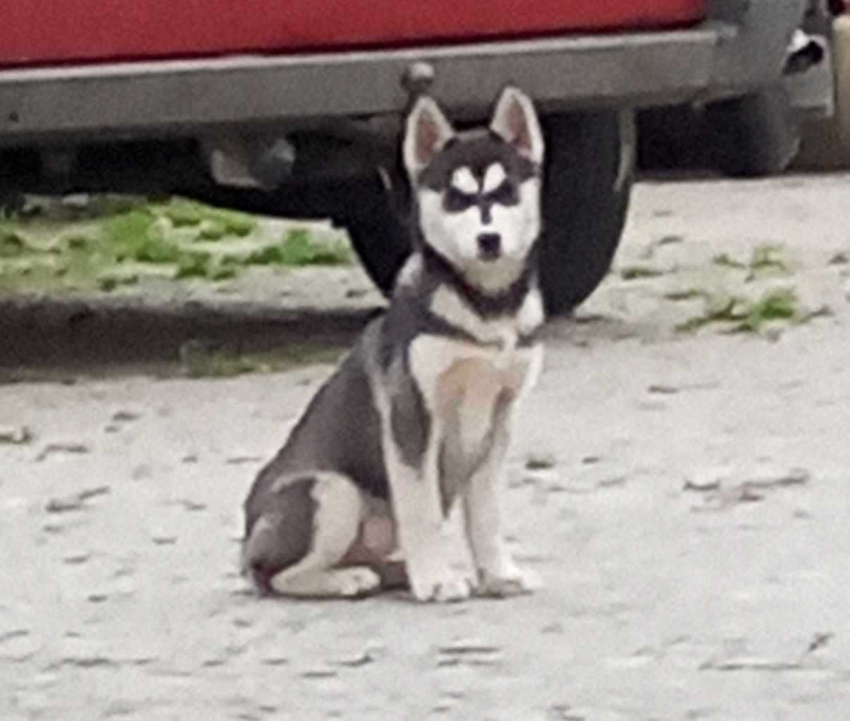 Sprzedam szczeniaka syberian husky z rodowodem