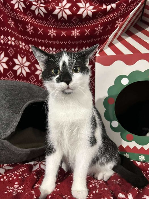 Oskar i Olaf do adopcji