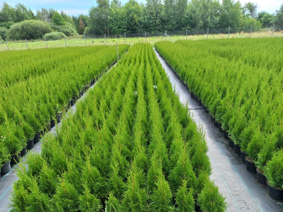 Tuja Thuja Szmaragd 100-110 cm !DONICZKA 10L (NIE 3L)!!