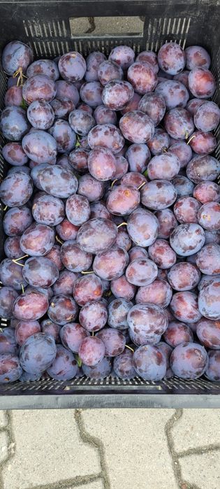 Śliwki Śliwka Węgierka Prezydent