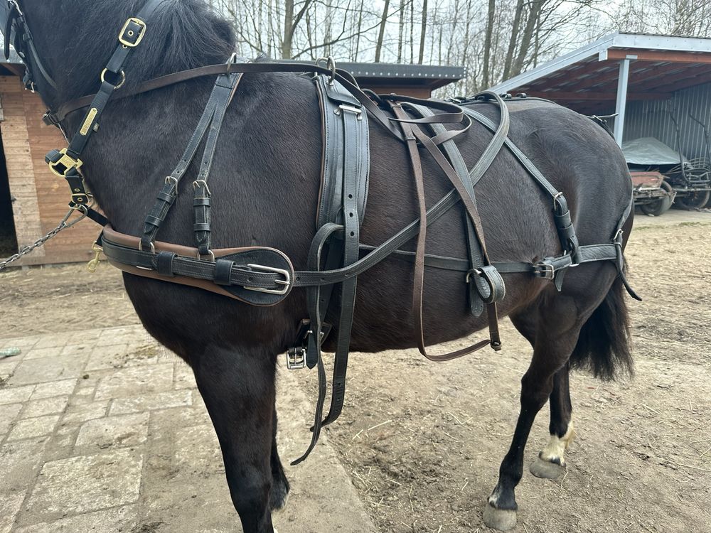 Uprząż pony/ mały cob