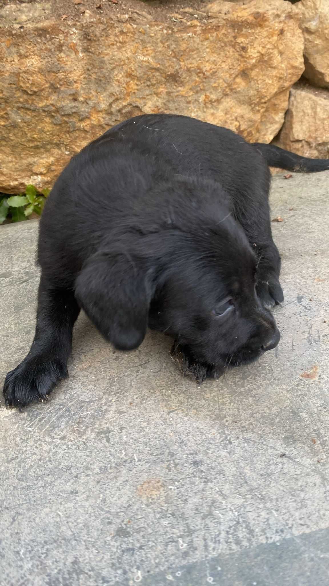 Oreo - Bebé para Adopção