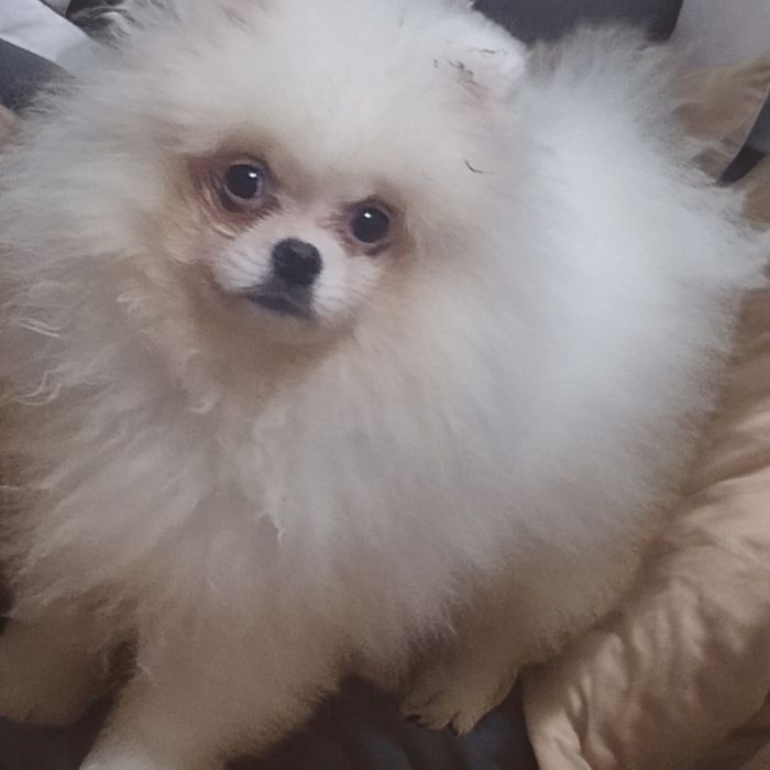 Мамулин львенок померанец