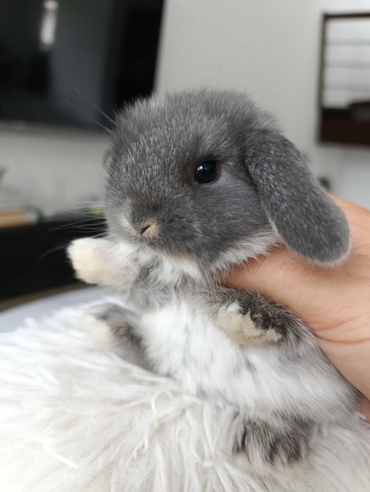 Mini lop karzełek Teddy hodowla zarejestrowana