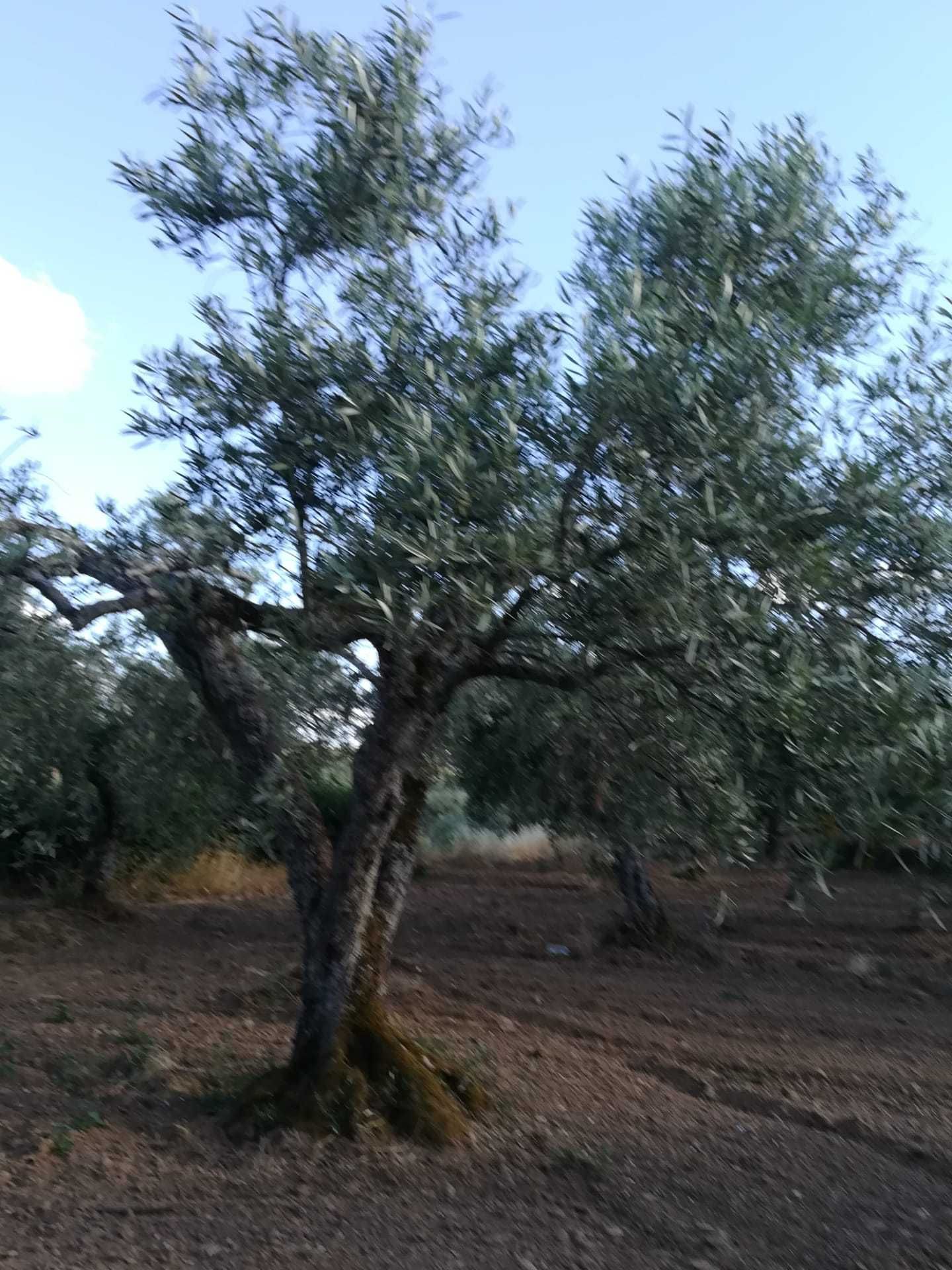 OLiveiras para jardim