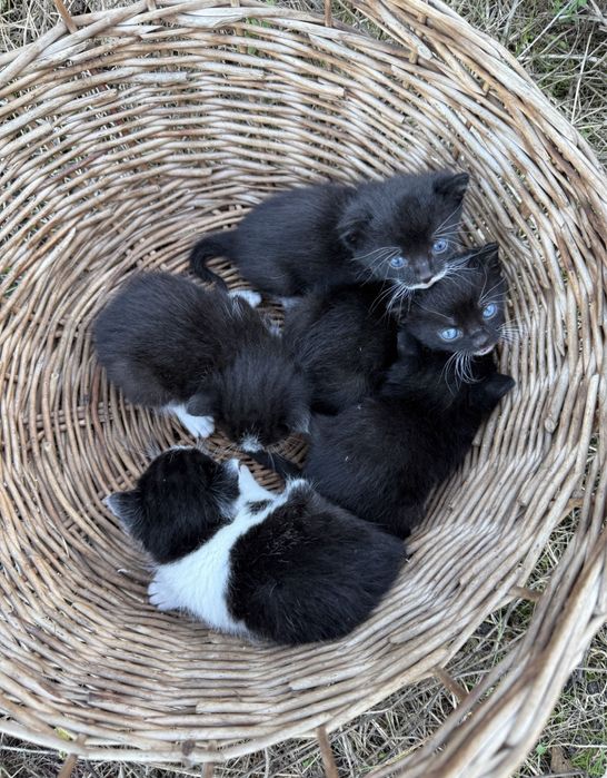 3kotki do adopcji