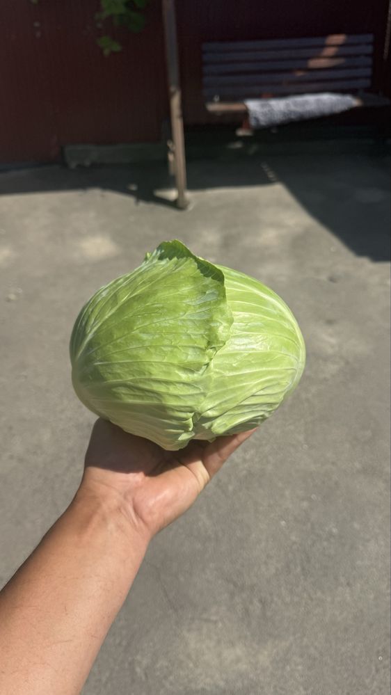 Капуста агресор (середньопізня)