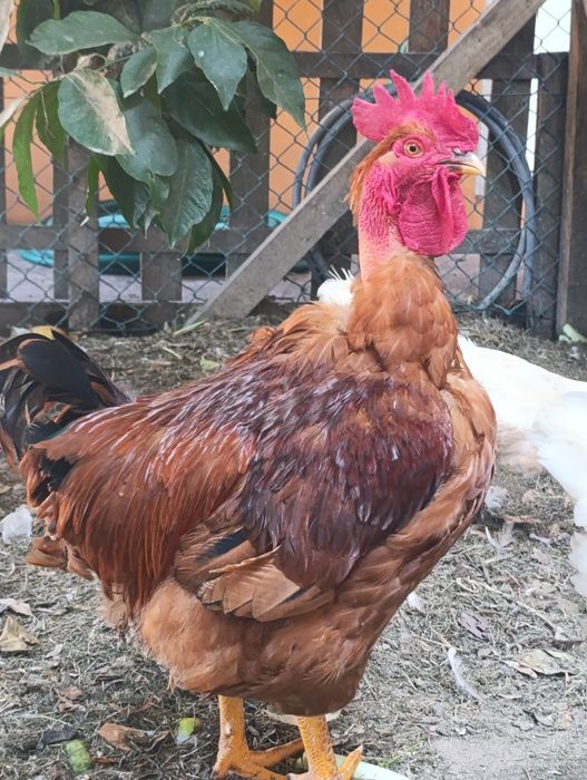 Vendo galos caseiros