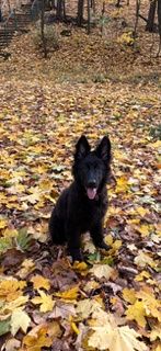 Owczarek Niemiecki czarny suczka