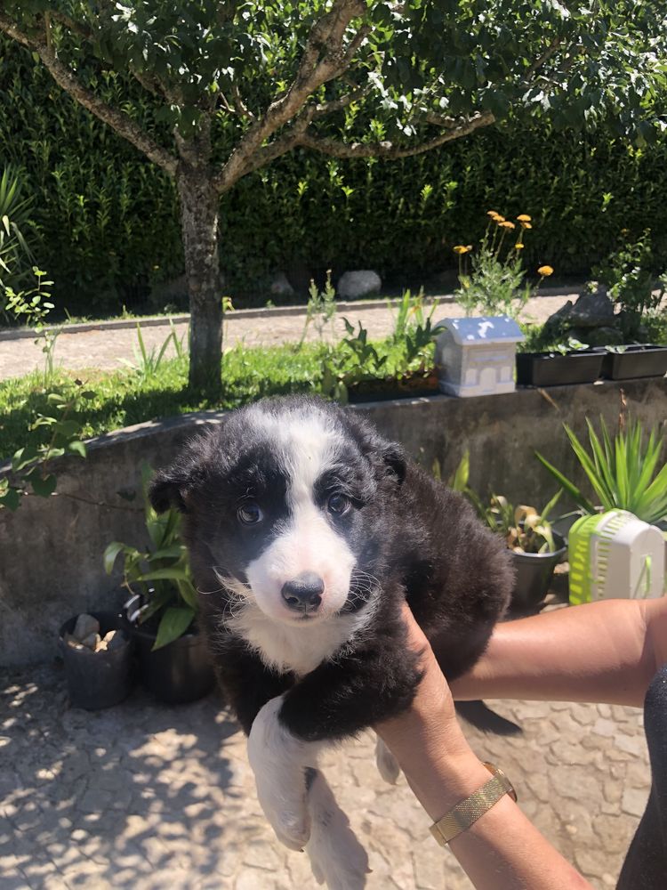 Border collie. Pronto para entrega. Vacinado e desparasitado