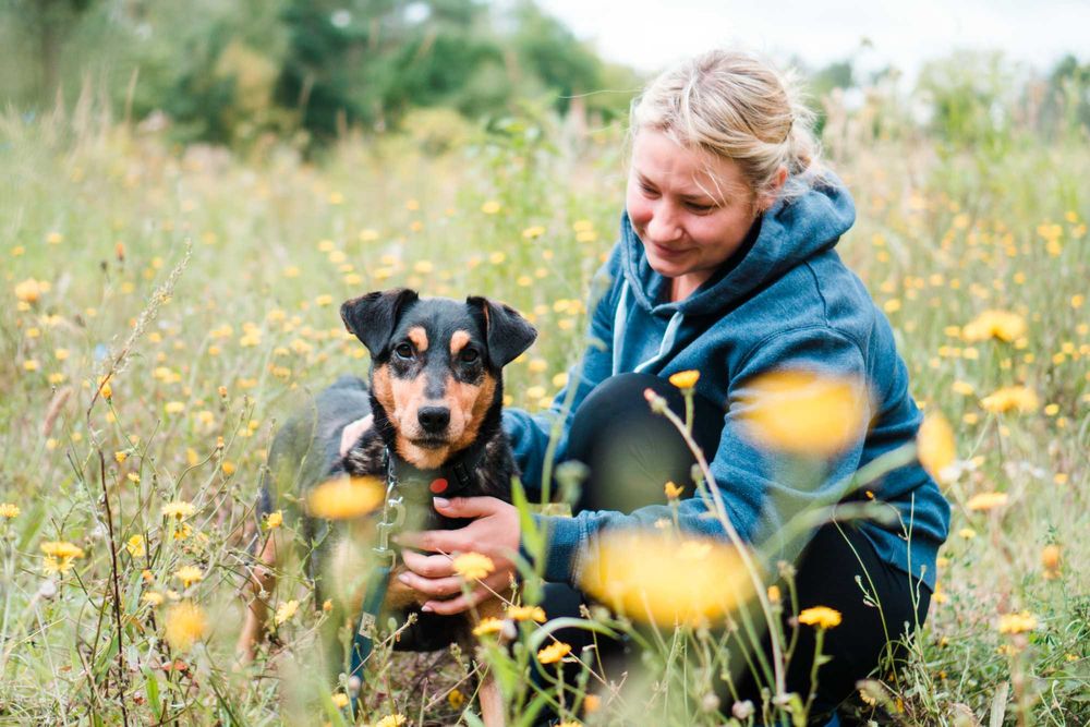 7 letni Diner do adopcji!