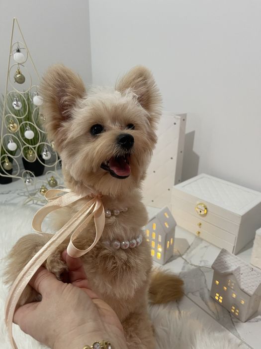 Помапу — Доставка 1-2 дні  вже скоро у вас