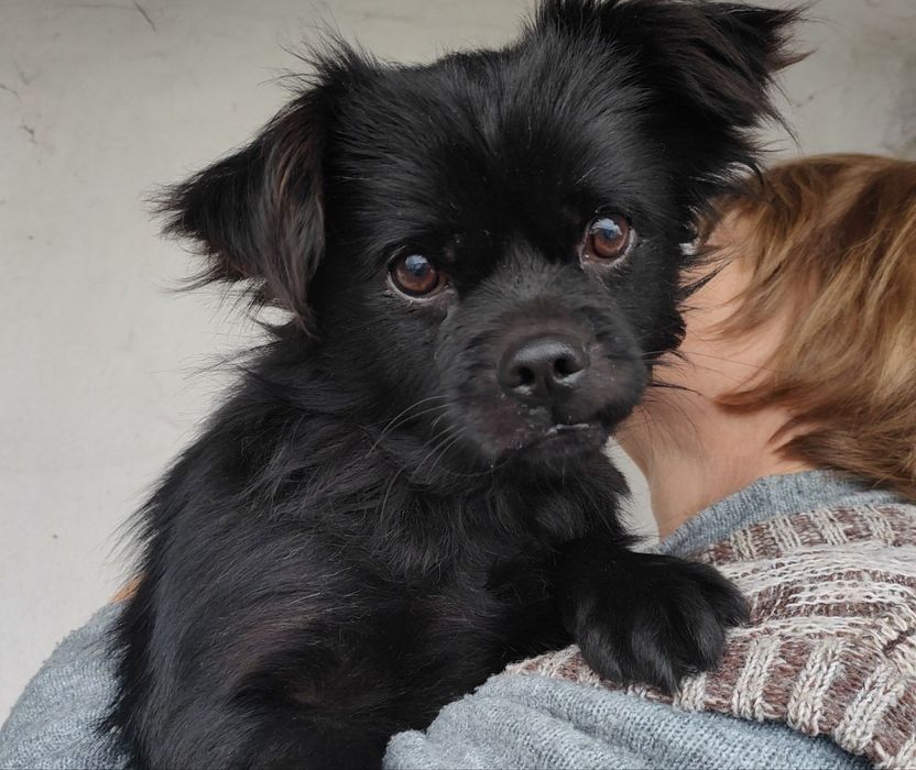 Чапа, хлопчик шукає дім