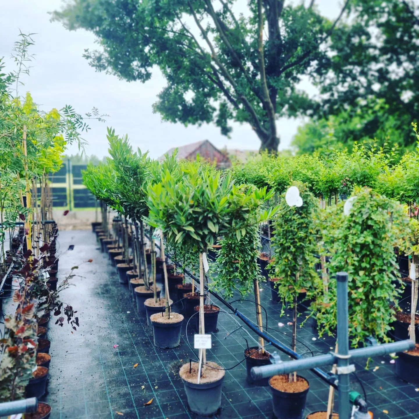 Krzewy Drzewa Bonsai Byliny