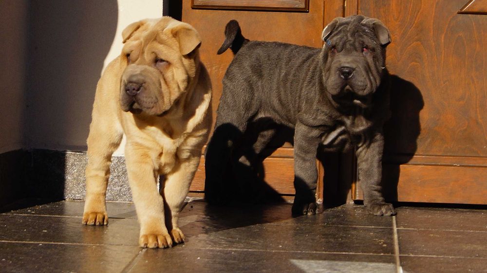 Szczeniak blue, Shar Pei z rodowodem, błękitny Filo