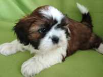 Suczka Shih Tzu tricolor