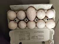 Jaja jajka lęgowe indycze i perlicze