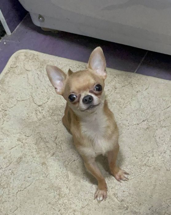 Вязка собак, мальчик два года почти, приводите девочек)