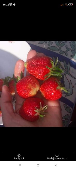 Truskawki truskawka sadzonki z gruntu