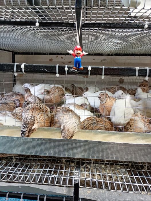 Інкубаційні яйця перепелів породи Техаський,Фенікс та Селадон