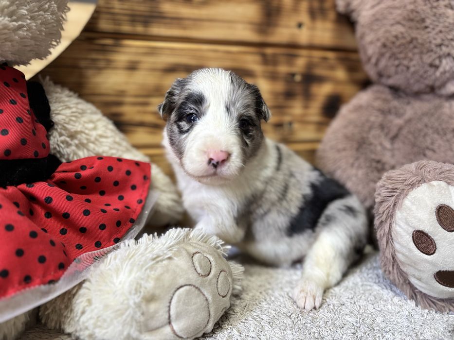 Border Collie- suka