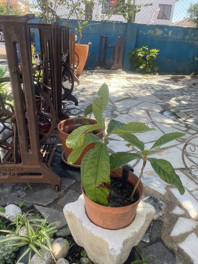 Pe de nesperas varios tamanhos