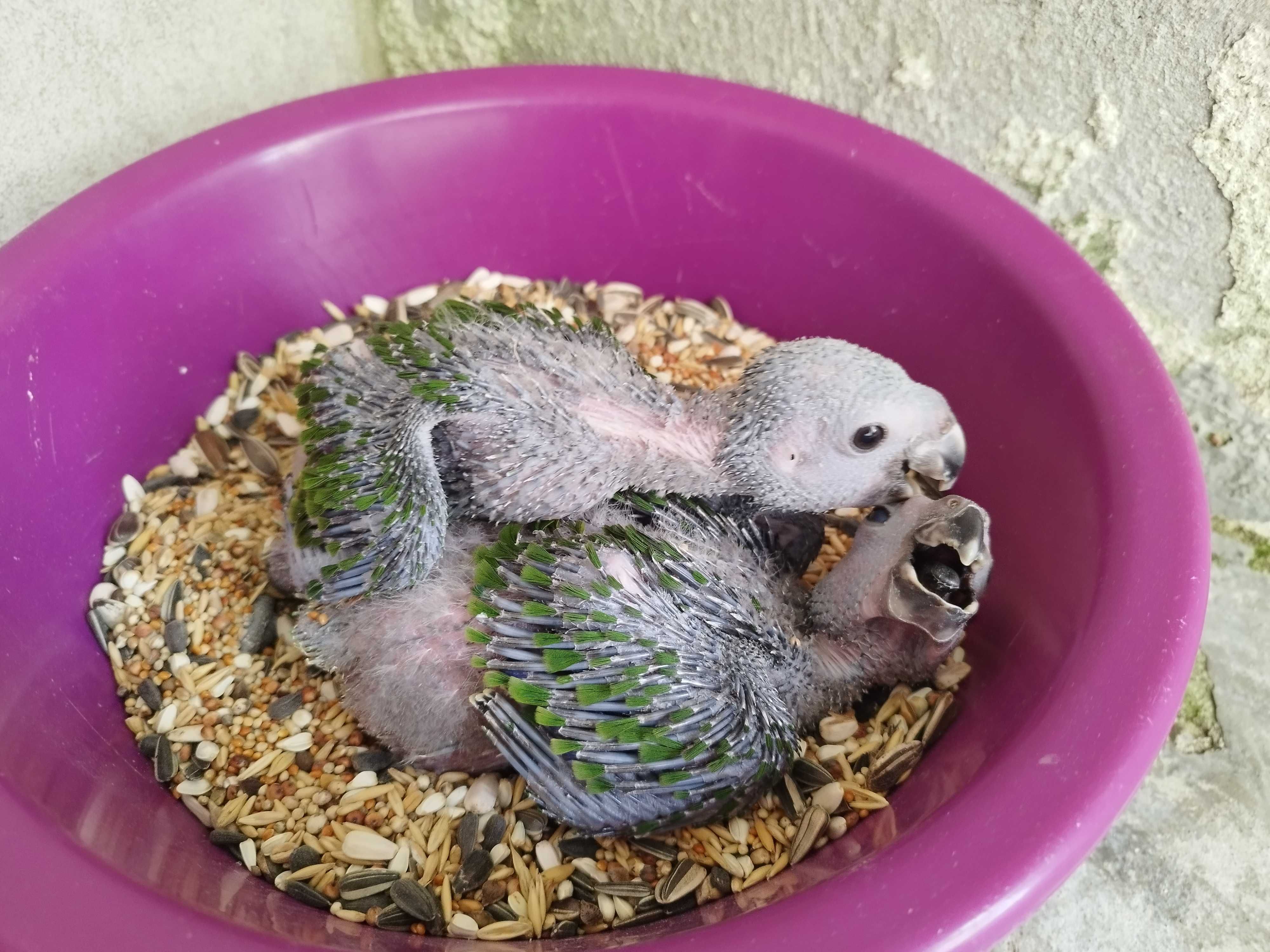 Crias de papagaio amazona