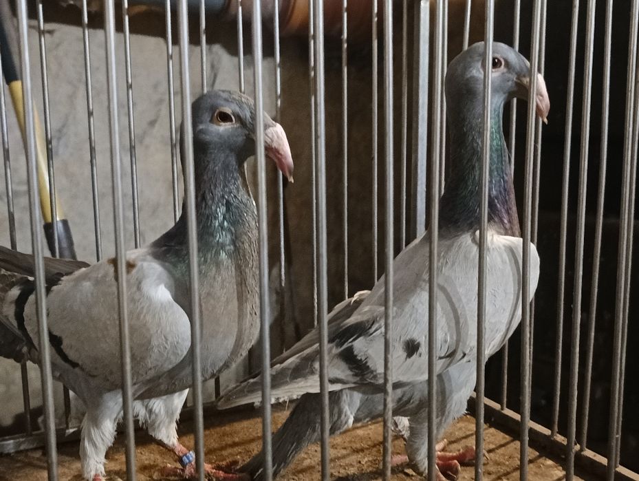 Gołębie rzeszowskie