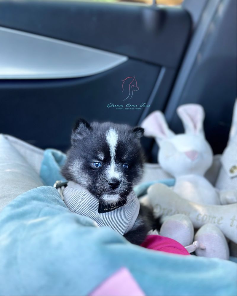 Pomsky ( Mini Husky )