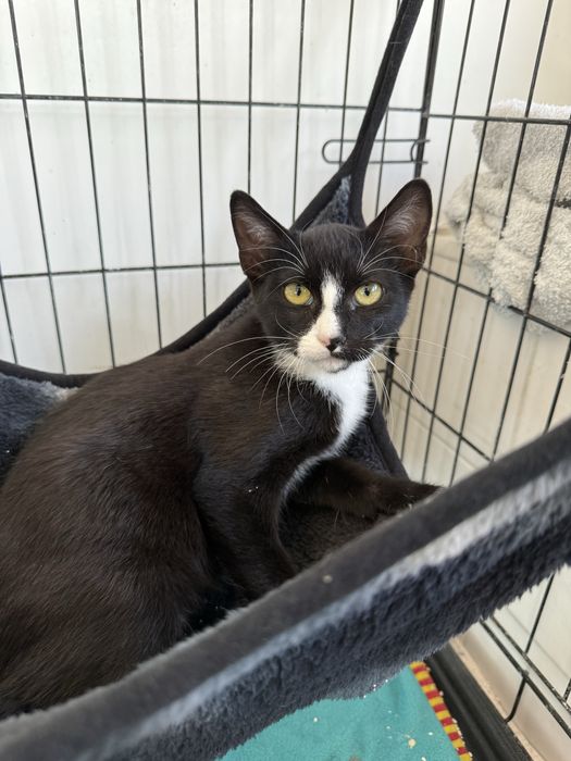 Gatinho 3 meses para adoção