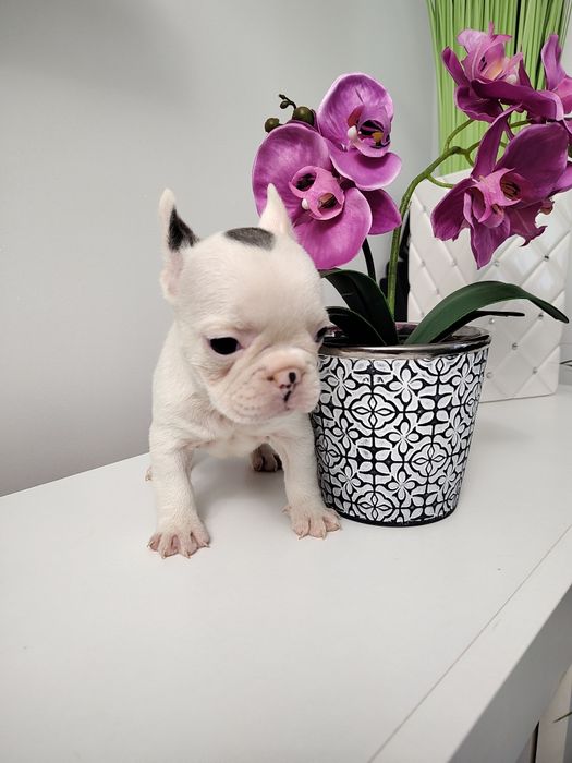 Buldog francuski
