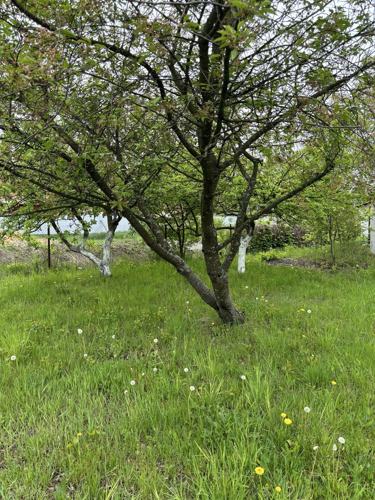 Продаж будинку з землею село Гурівщина Киівськоі області