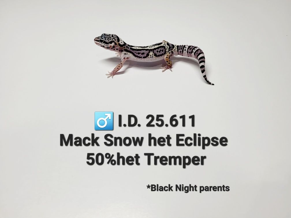 Gekony lamparcie