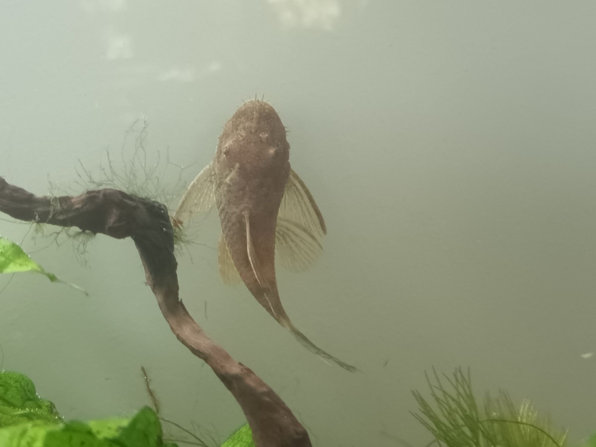 Ancistrus sp. Calico zbrojniki nie lda 16