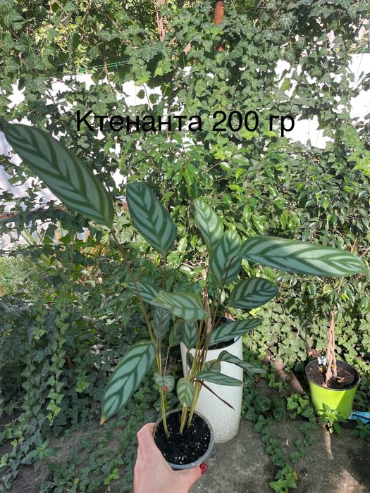 Калатея Ктенанта