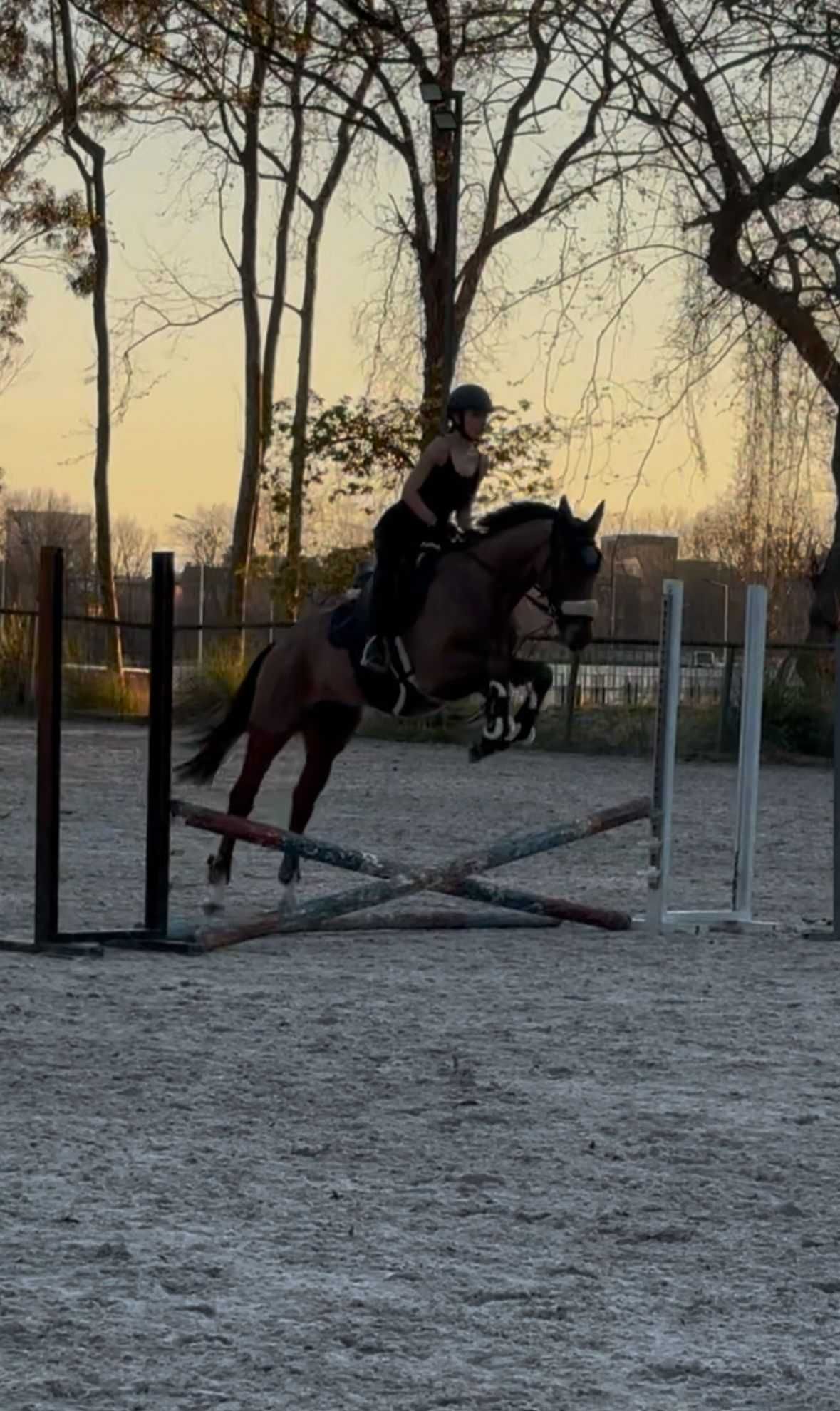 Cavalo PSI para venda