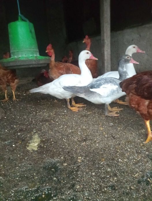 Patos mudos jovens para criar