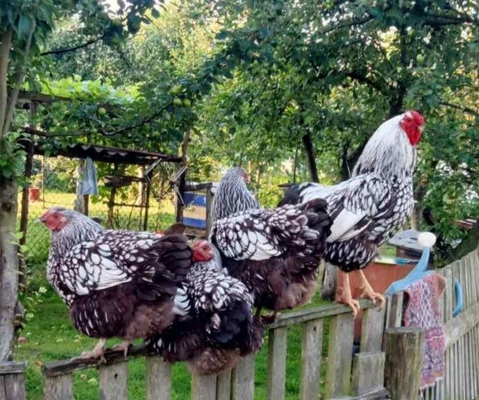 Продам яйця віандот