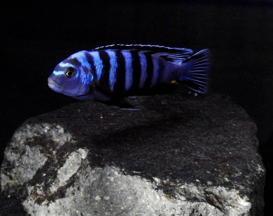 Chindongo saulosi - pyszczaki z Malawi