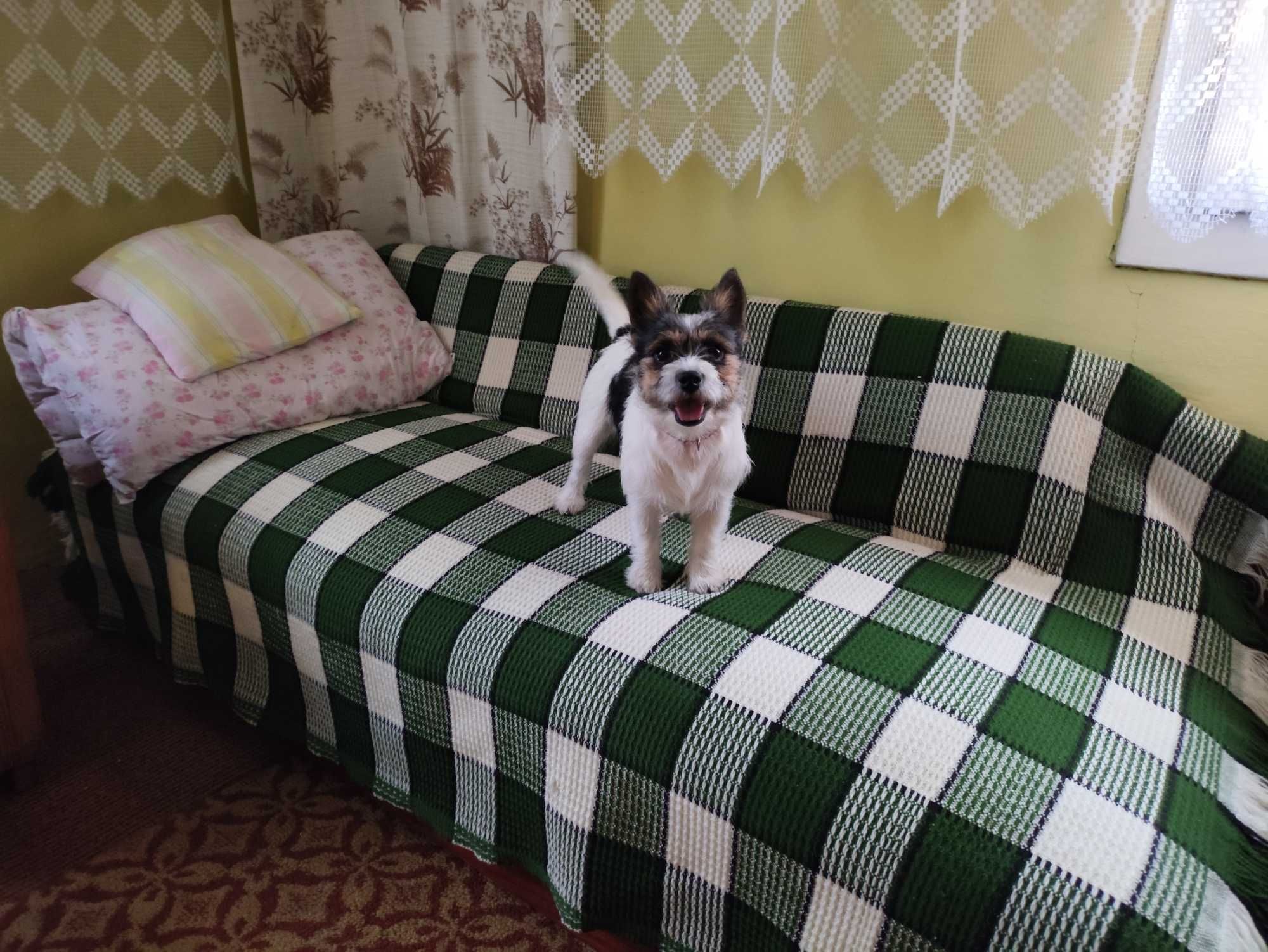 Domowy hotel dla zwierząt