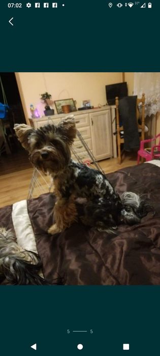 Reproduktor York Terrier Merle