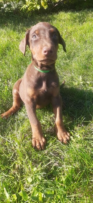 Doberman europejski brązowy szczeniak ZAREZERWOWANY