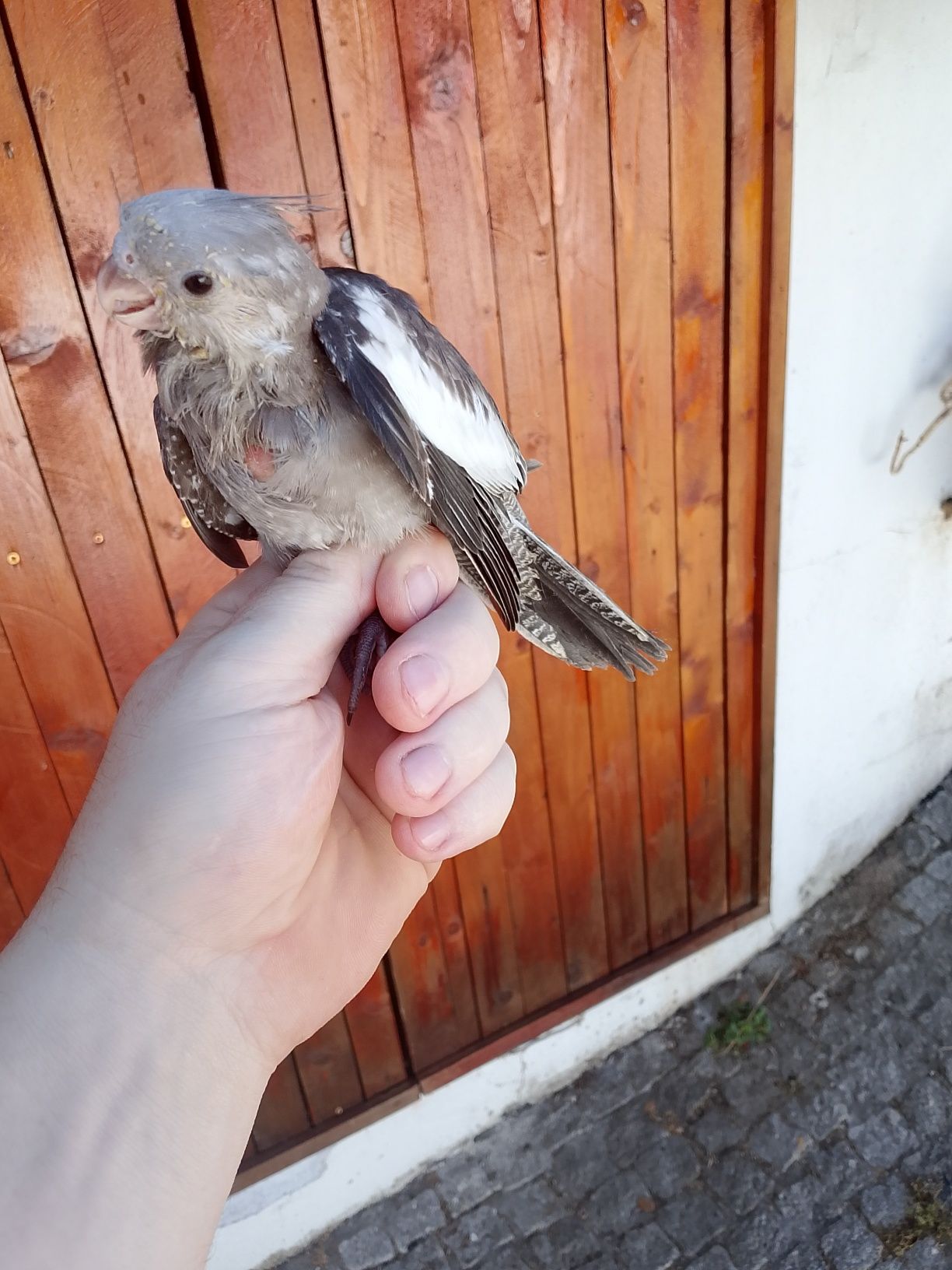 Caturras criadas a mão