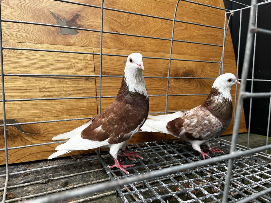 Golebie permskie wysokolotne