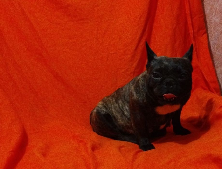 Міні  бульдожка.