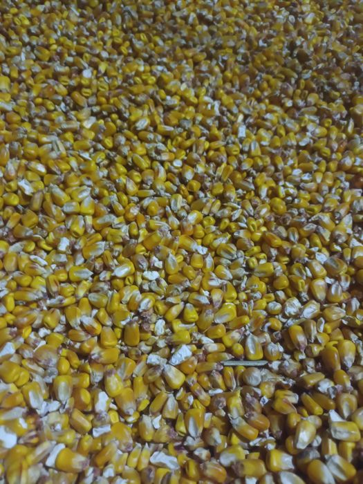 Kukurydza sucha 25kg wysyłka