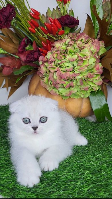 Вислоуха шотландська дівчинка